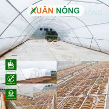 NHÀ KÍNH PHƠI CHUỐI